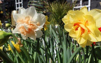 Embracing Spring’s Radiance: Planting Daffodils on the Isle of Wight