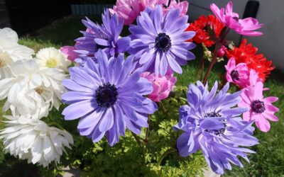 A Symphony of Colors: Cultivating Anemones on the Isle of Wight